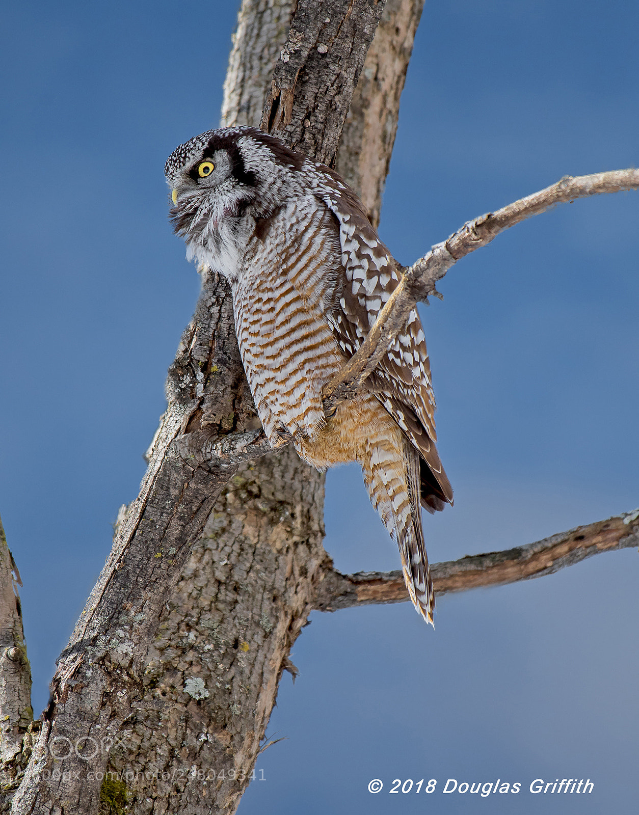 Nikon D500 sample photo. Male northern hawk owl photography