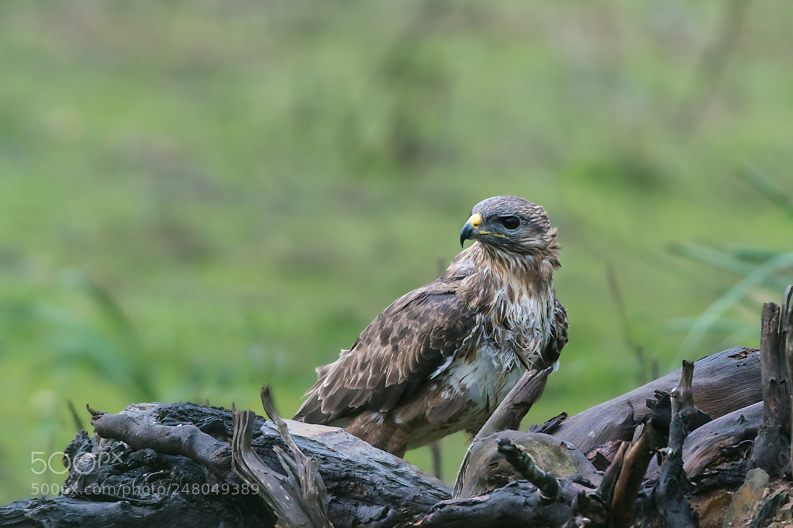 Sony a99 II sample photo. Buteo buteo photography