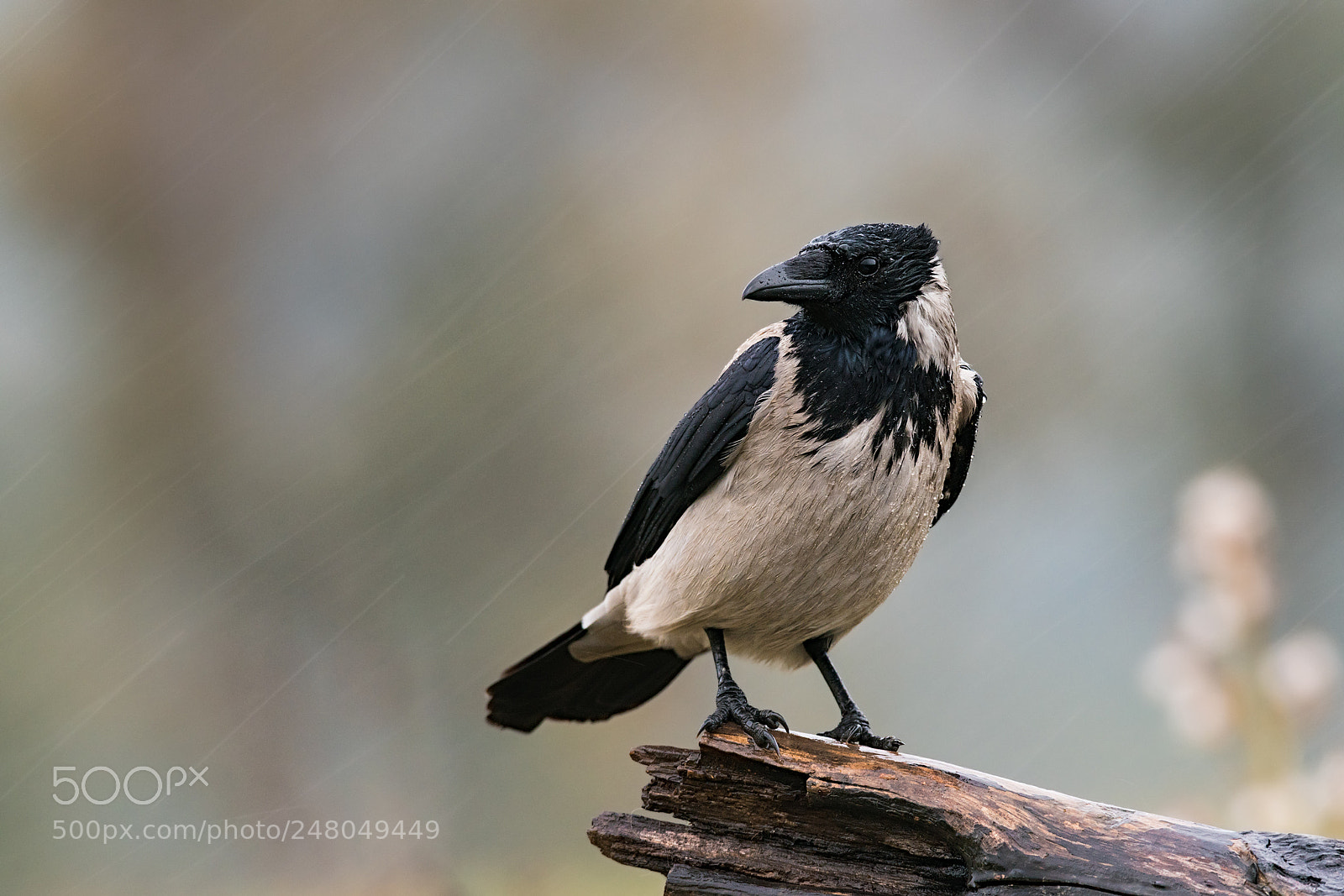 Sony a99 II sample photo. Corvus cornix photography
