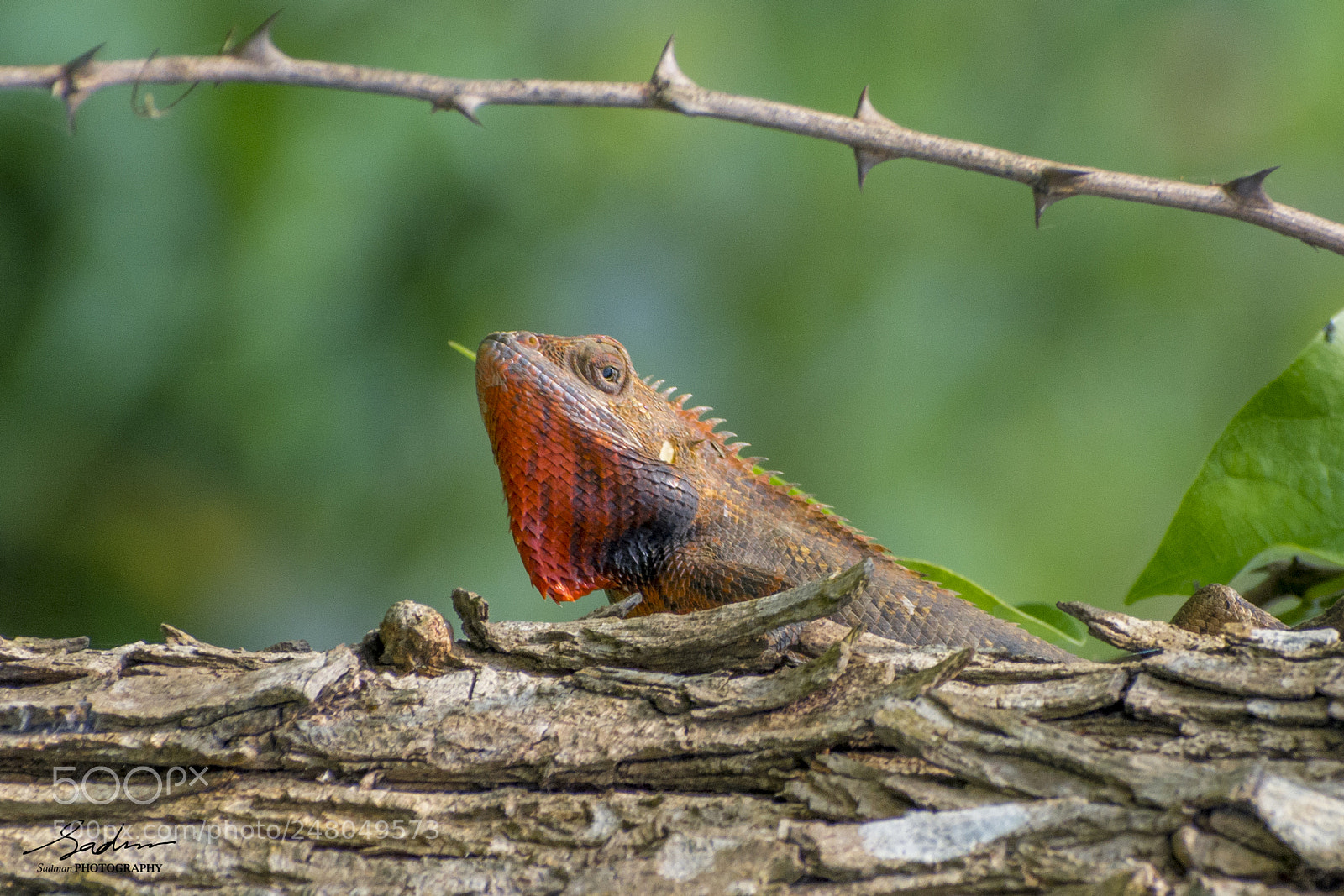 Nikon D7100 sample photo. Garden lizard photography