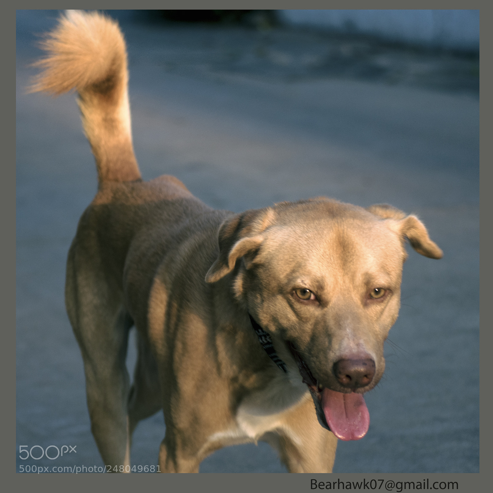 Nikon D7200 sample photo. 119.jpg photography