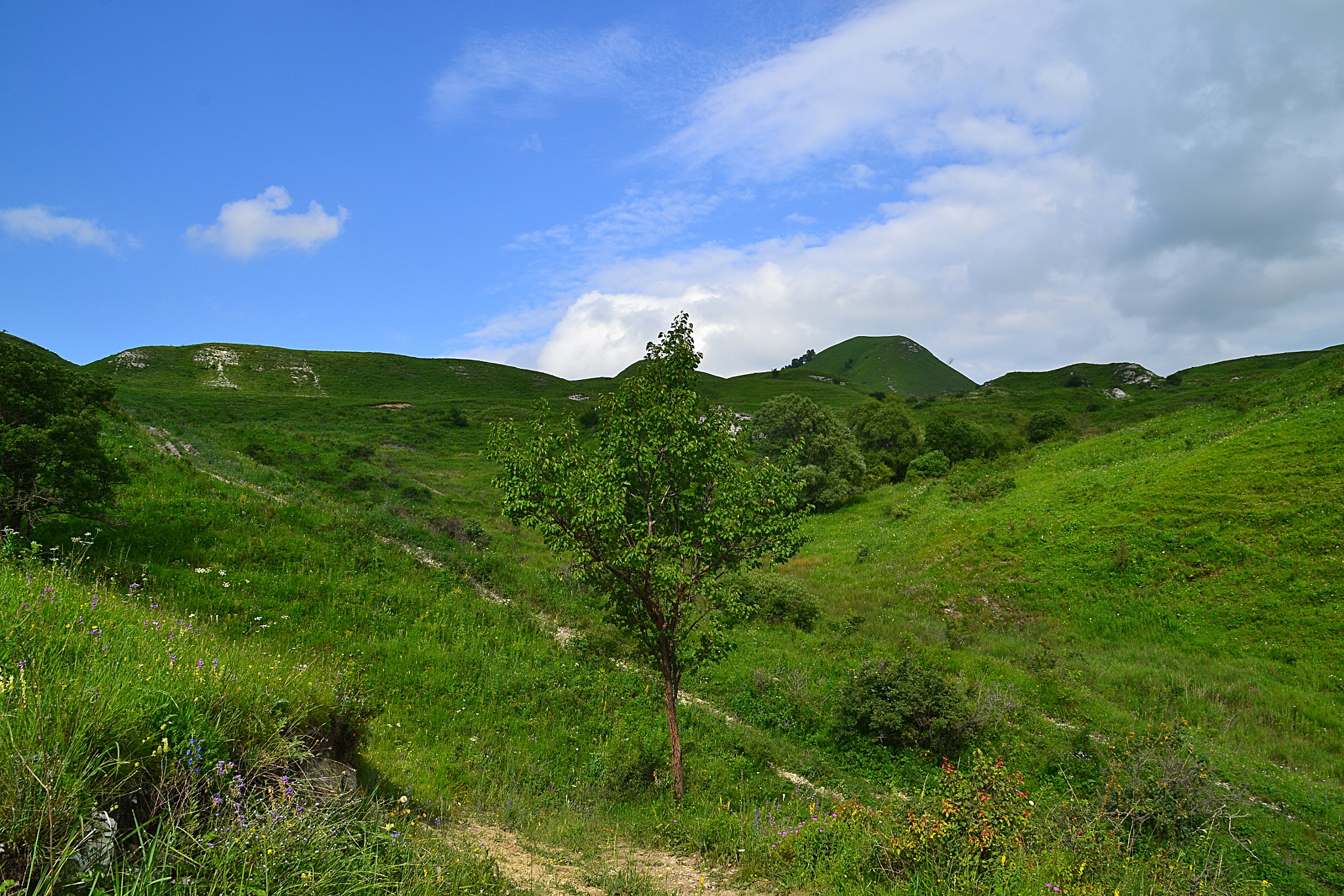 Nikon D3100 sample photo. Apricot-tree and kaban mount photography
