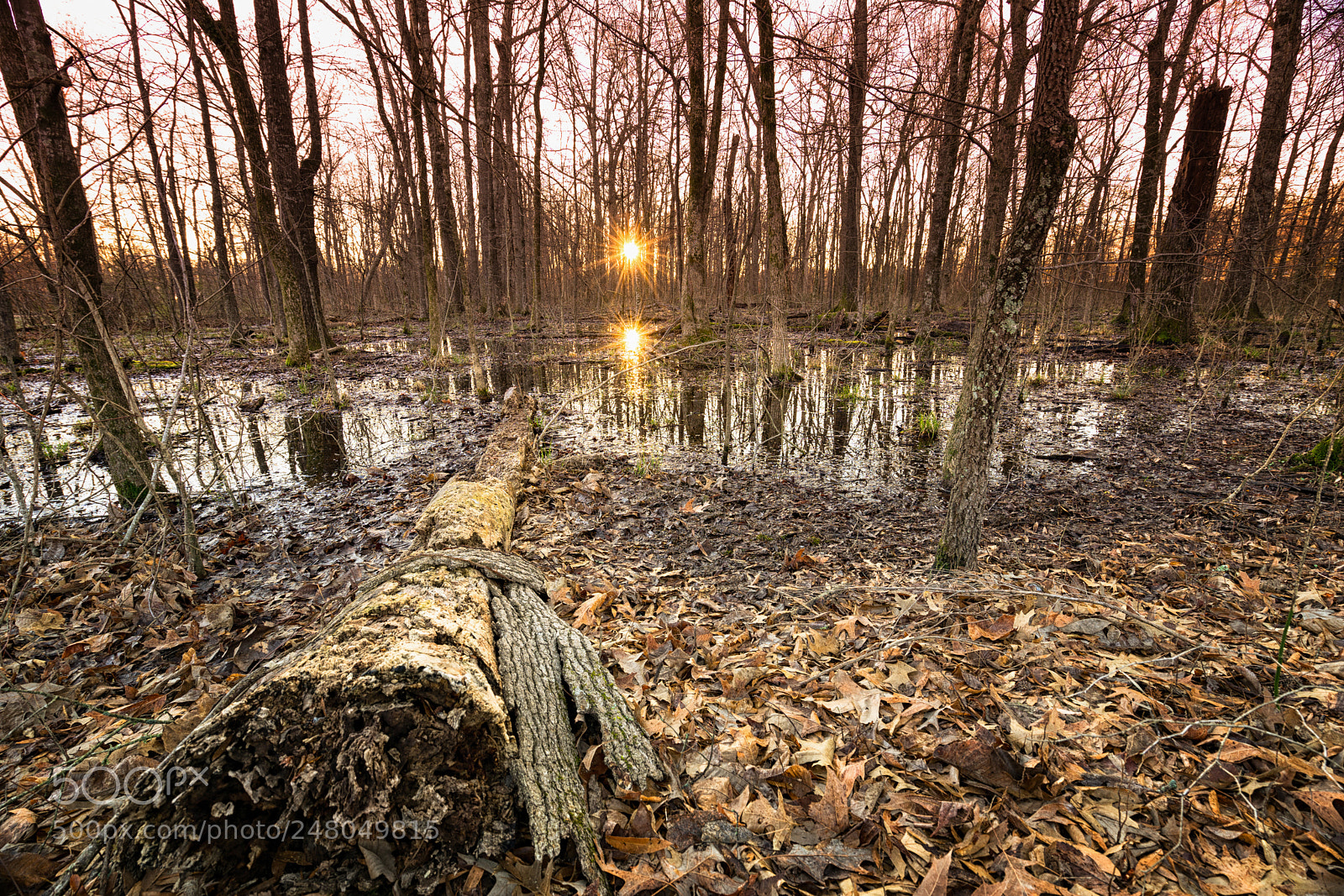 Sony a7 II sample photo. Germantown woods photography