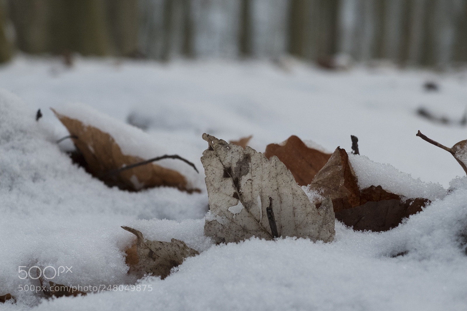 Fujifilm X20 sample photo. Shades of white photography