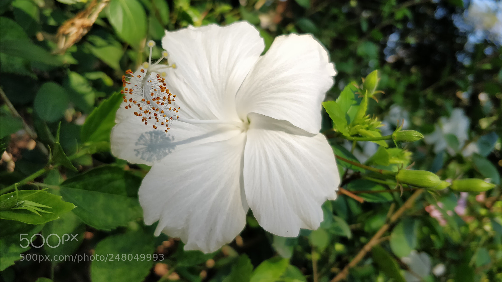 OnePlus 5 sample photo. White hibiscus photography