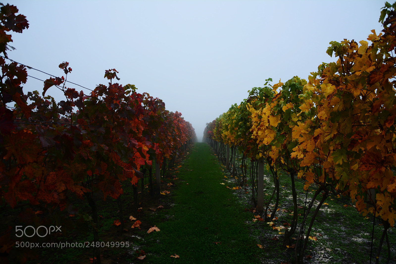 Nikon D7100 sample photo. A colorful way to photography