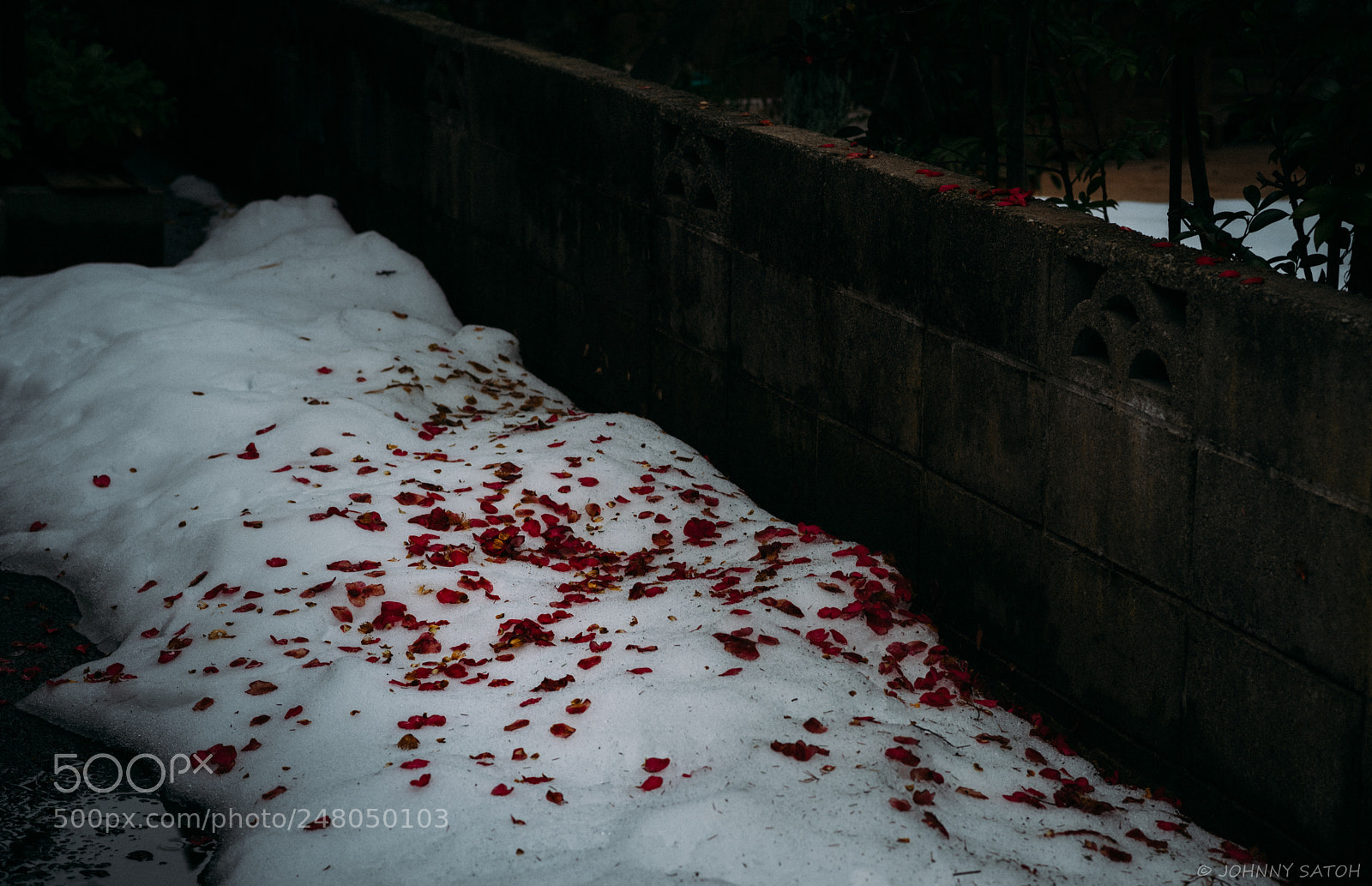 Pentax K-1 sample photo. Camellia petal photography
