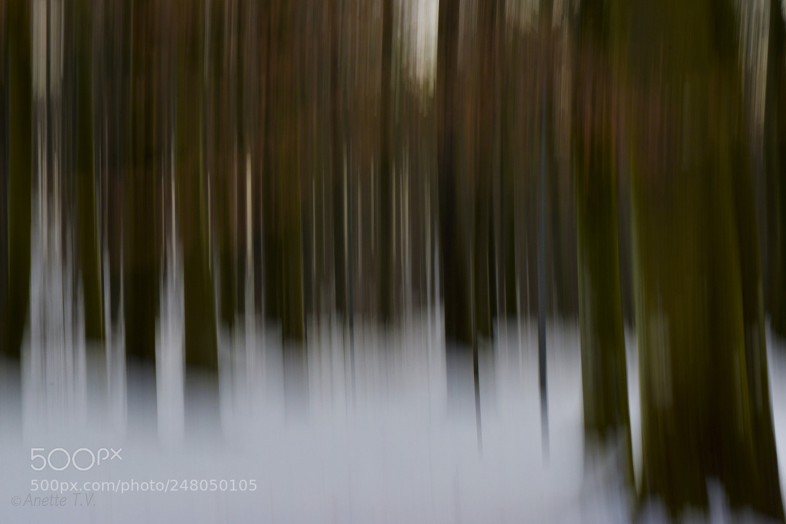 Nikon D5500 sample photo. Winter forest.. photography