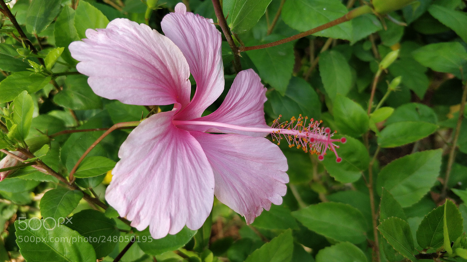 OnePlus 5 sample photo. Pink hibiscus photography