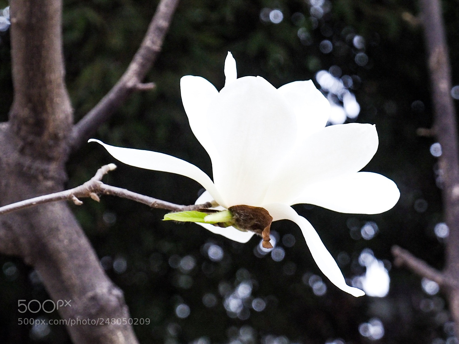 Olympus OM-D E-M5 II sample photo. Untitled photography