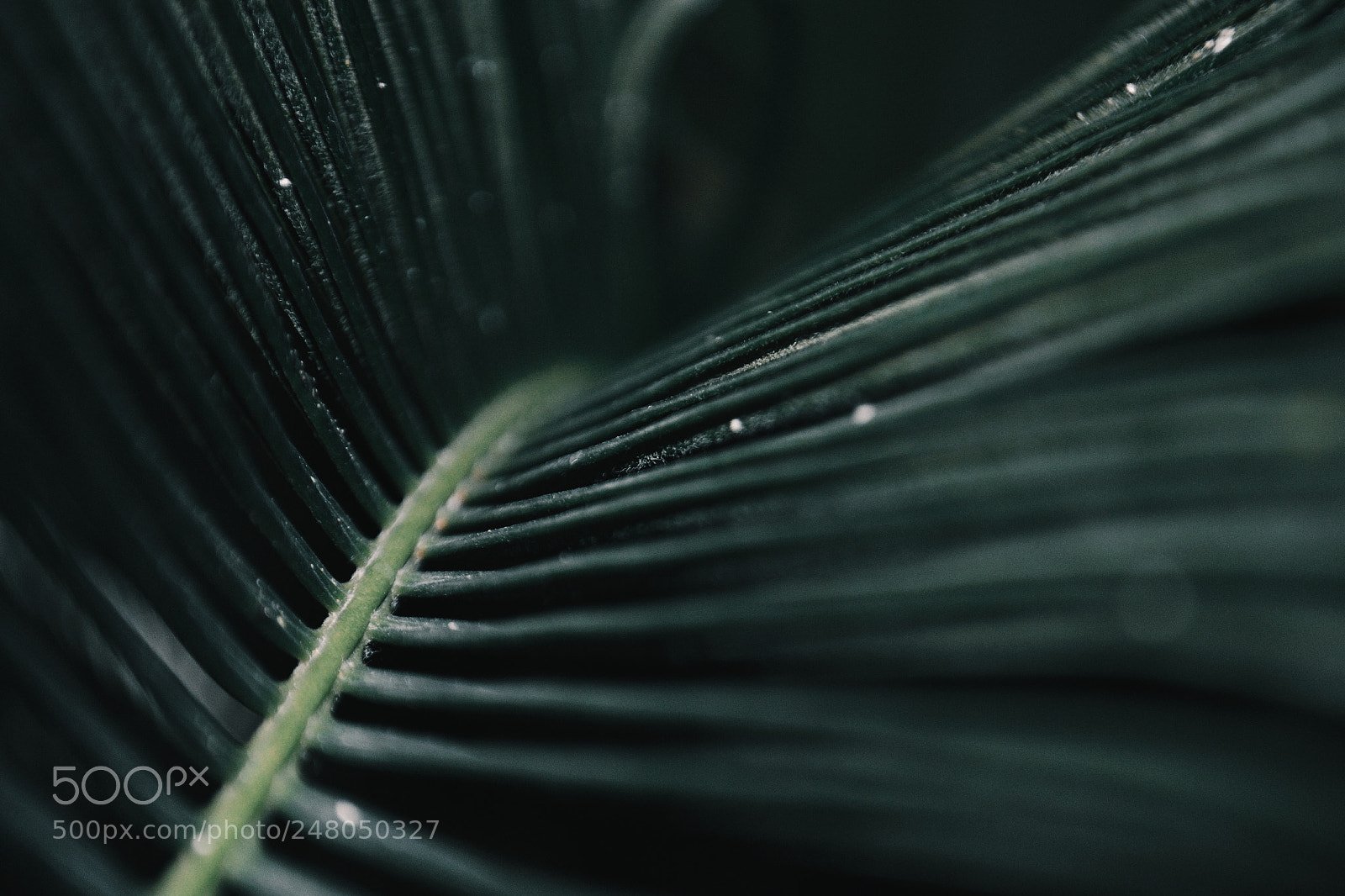 Nikon D3100 sample photo. Green photography