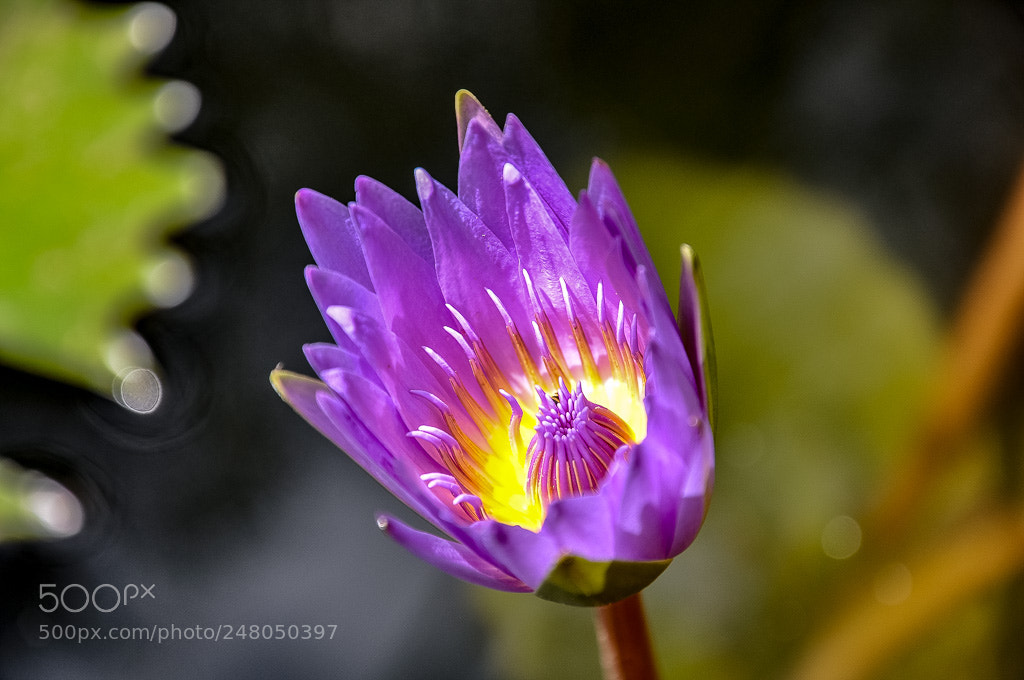Nikon D90 sample photo. Flower focus photography