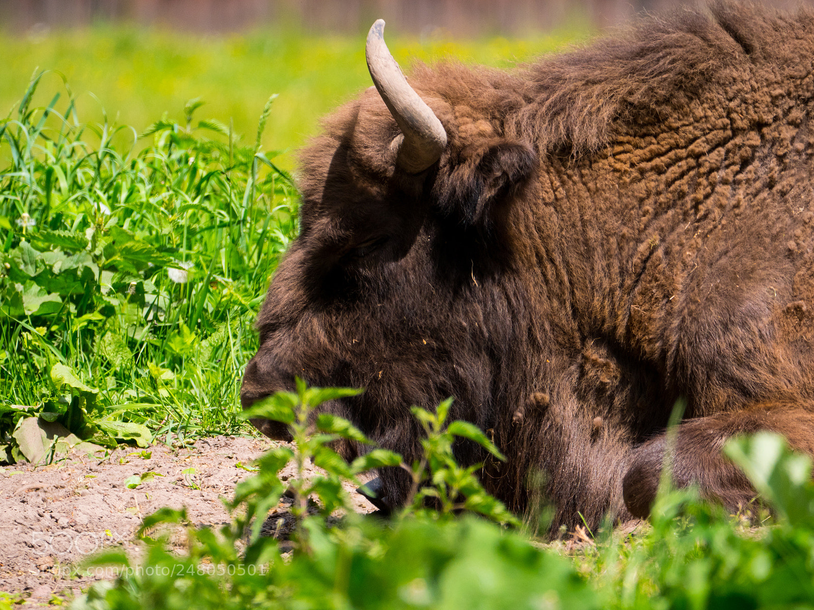Panasonic Lumix DC-GH5 sample photo.  european bison photography