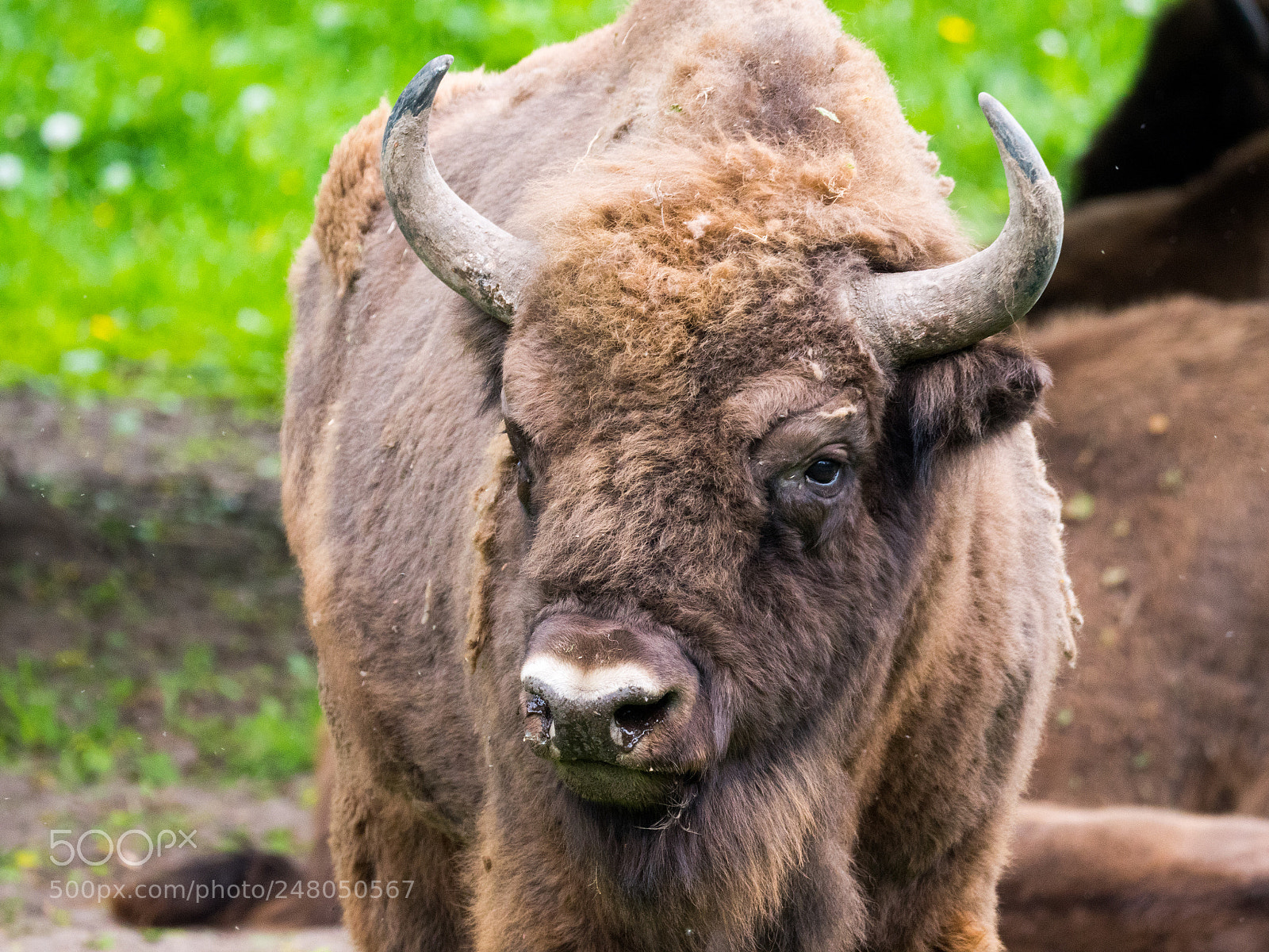 Panasonic Lumix DC-GH5 sample photo.  european bison photography