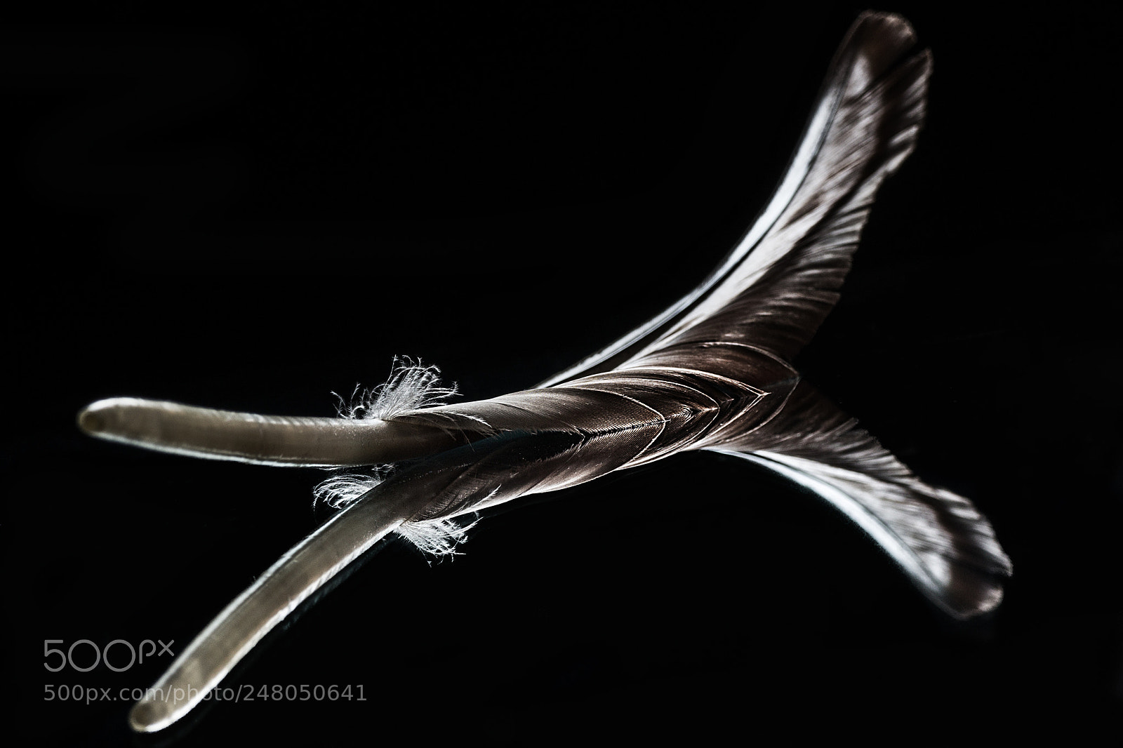 Canon EOS M sample photo. Goose feather photography