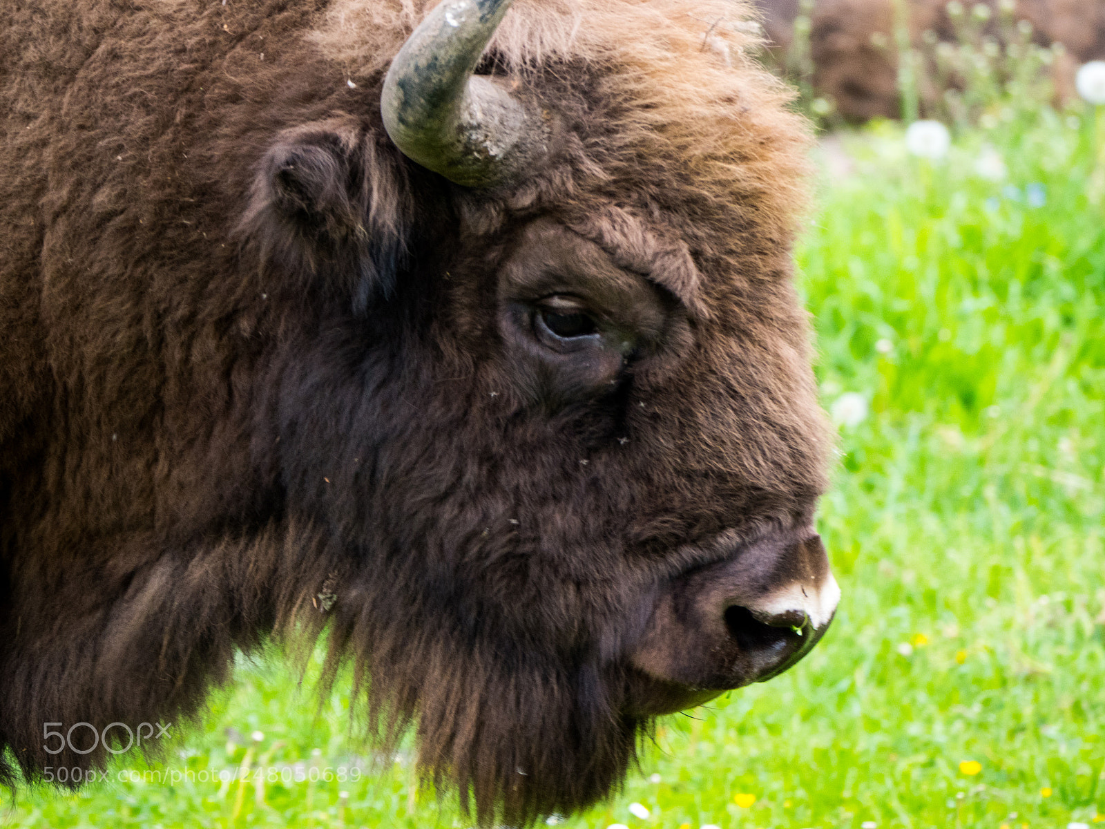 Panasonic Lumix DC-GH5 sample photo.  european bison photography