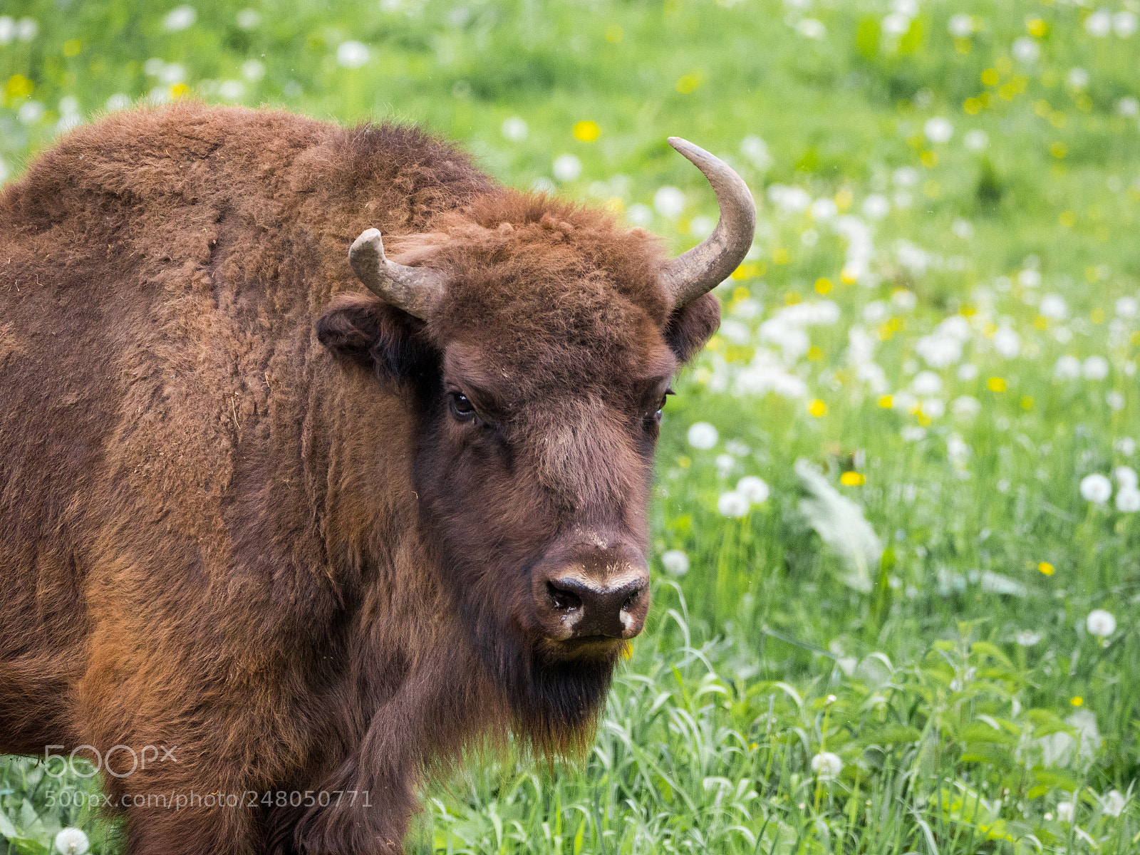Panasonic Lumix DC-GH5 sample photo.  european bison photography