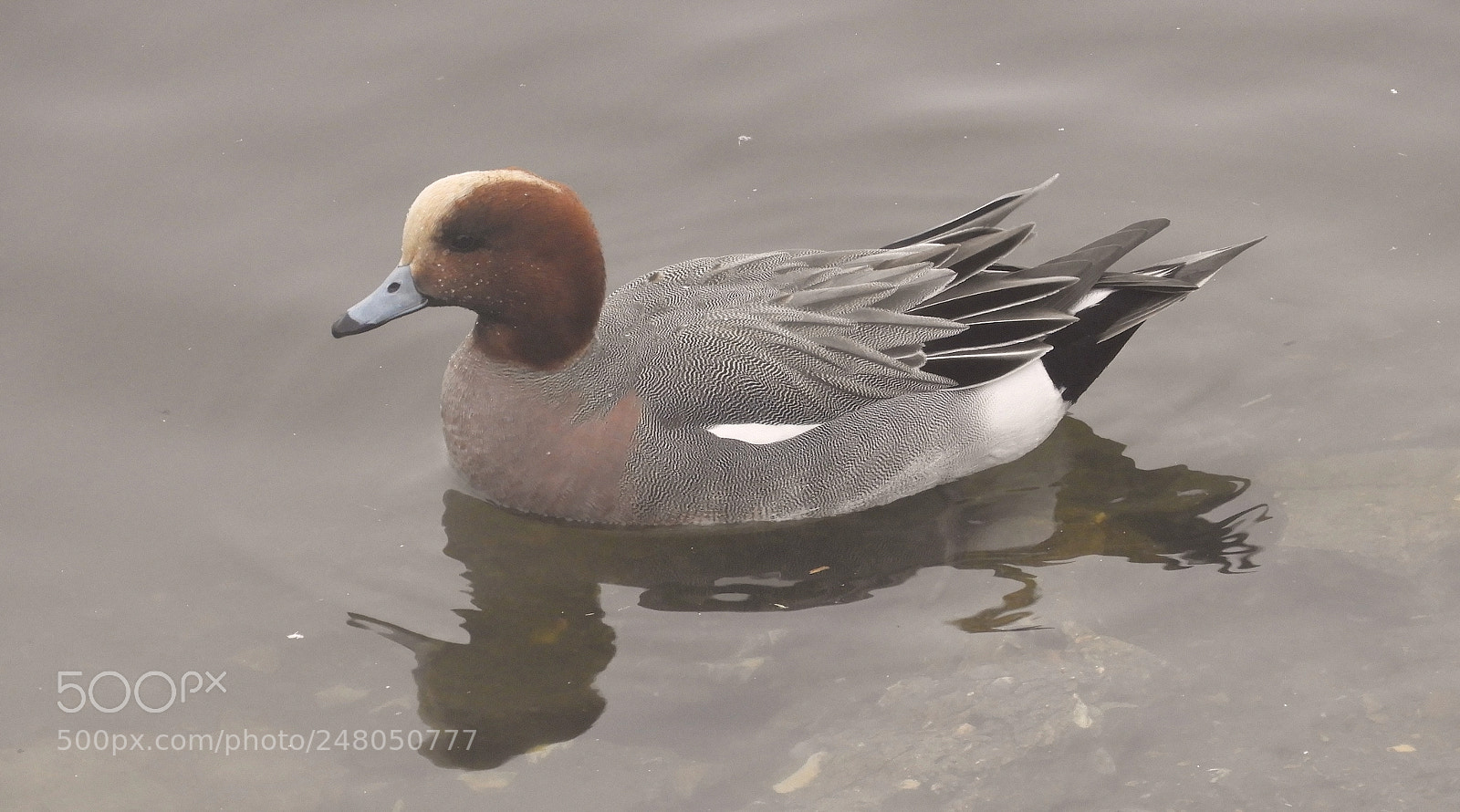 Nikon Coolpix B700 sample photo. Wigeon (anas penelope) photography