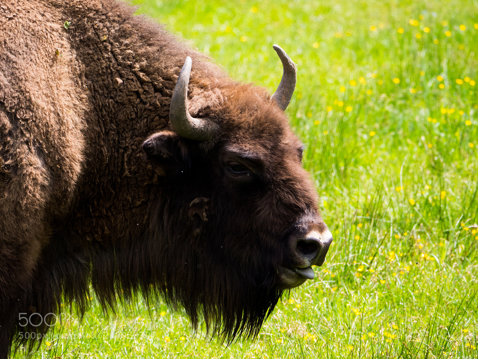 Panasonic Lumix DC-GH5 sample photo.  european bison photography