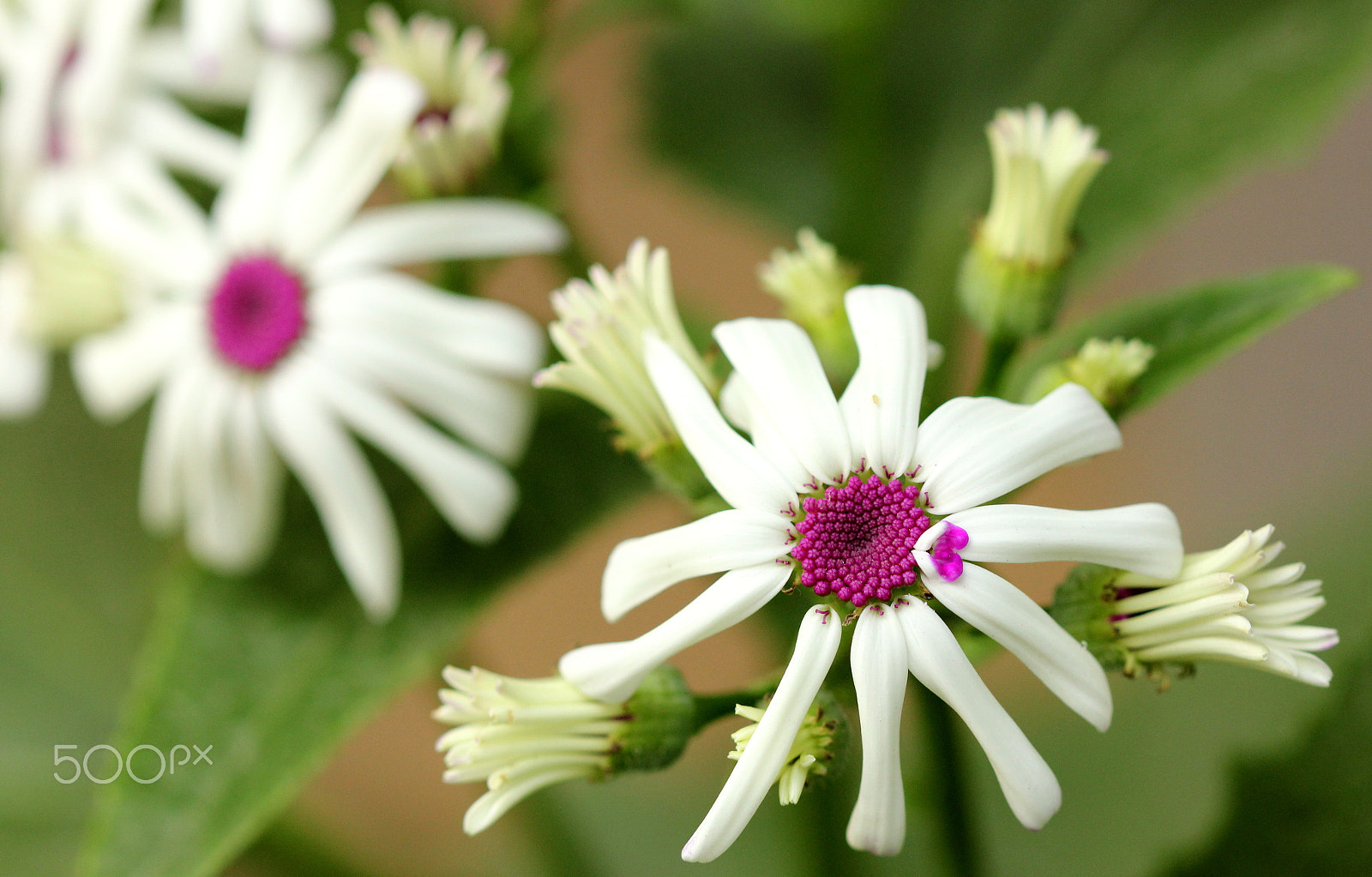 Canon EF 100mm F2.8 Macro USM sample photo. C1w photography