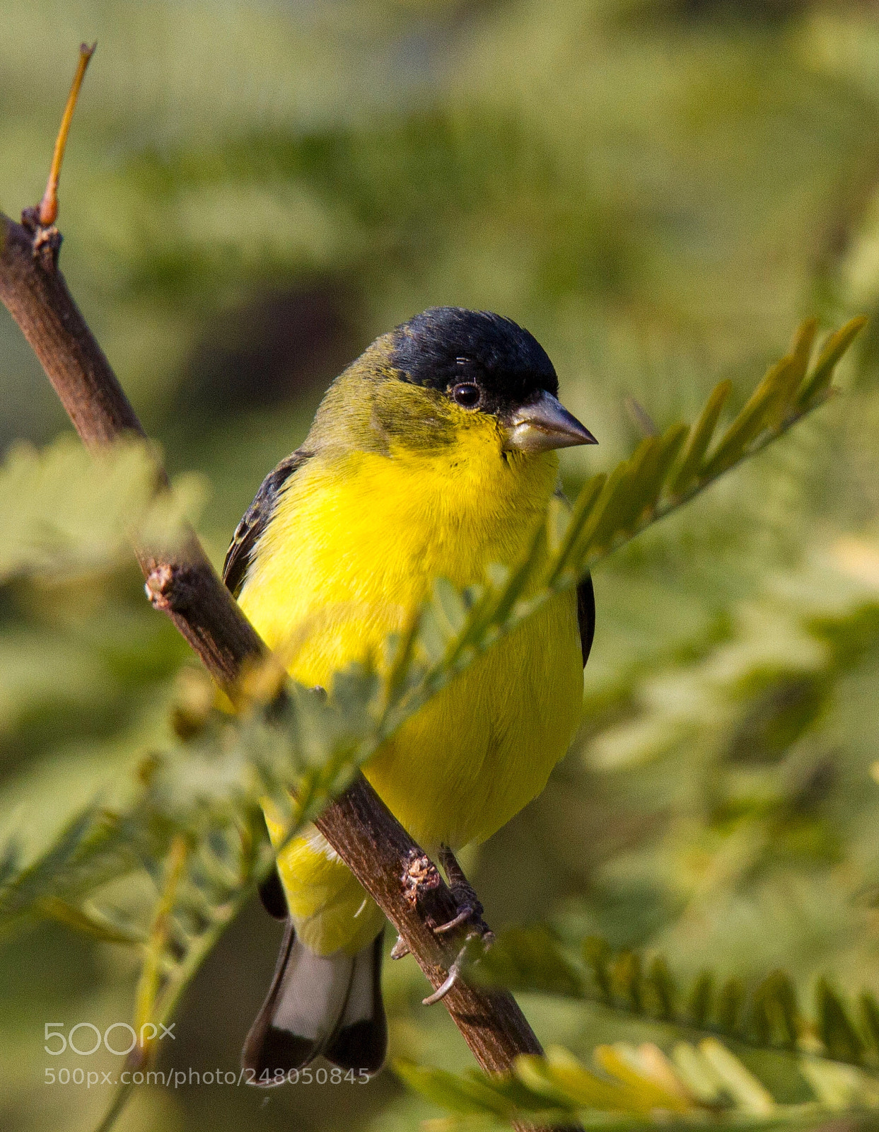 Canon EOS 7D sample photo. Lesser goldfinch photography