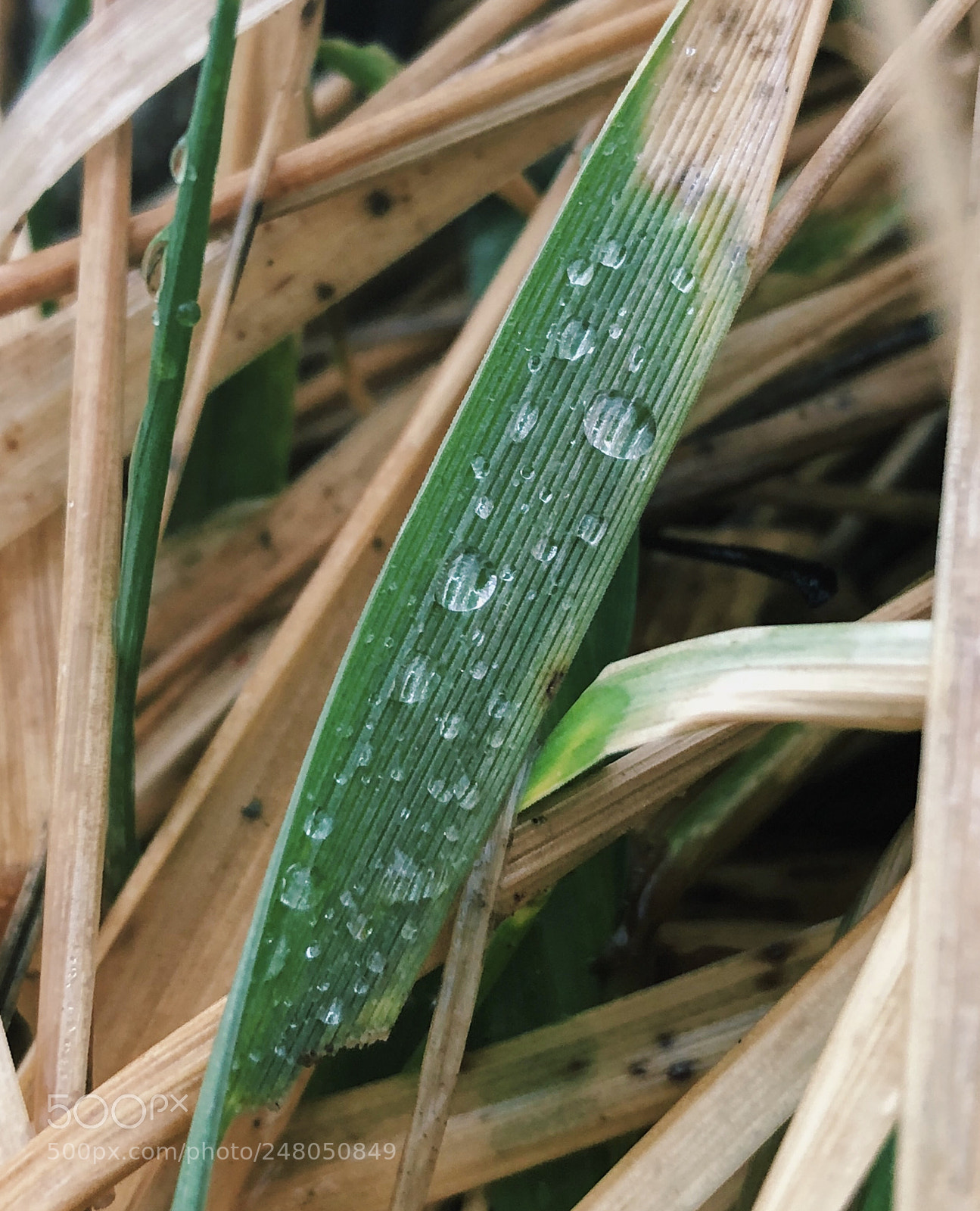 Apple iPhone 8 Plus sample photo. After the rain photography