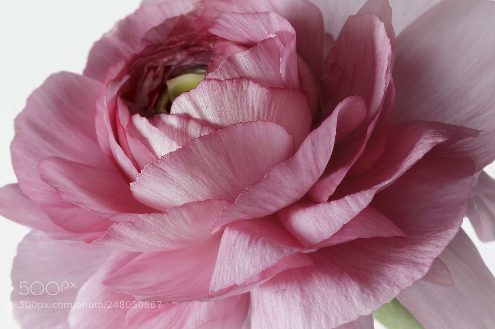 Canon EOS 60D sample photo. Spring time photography