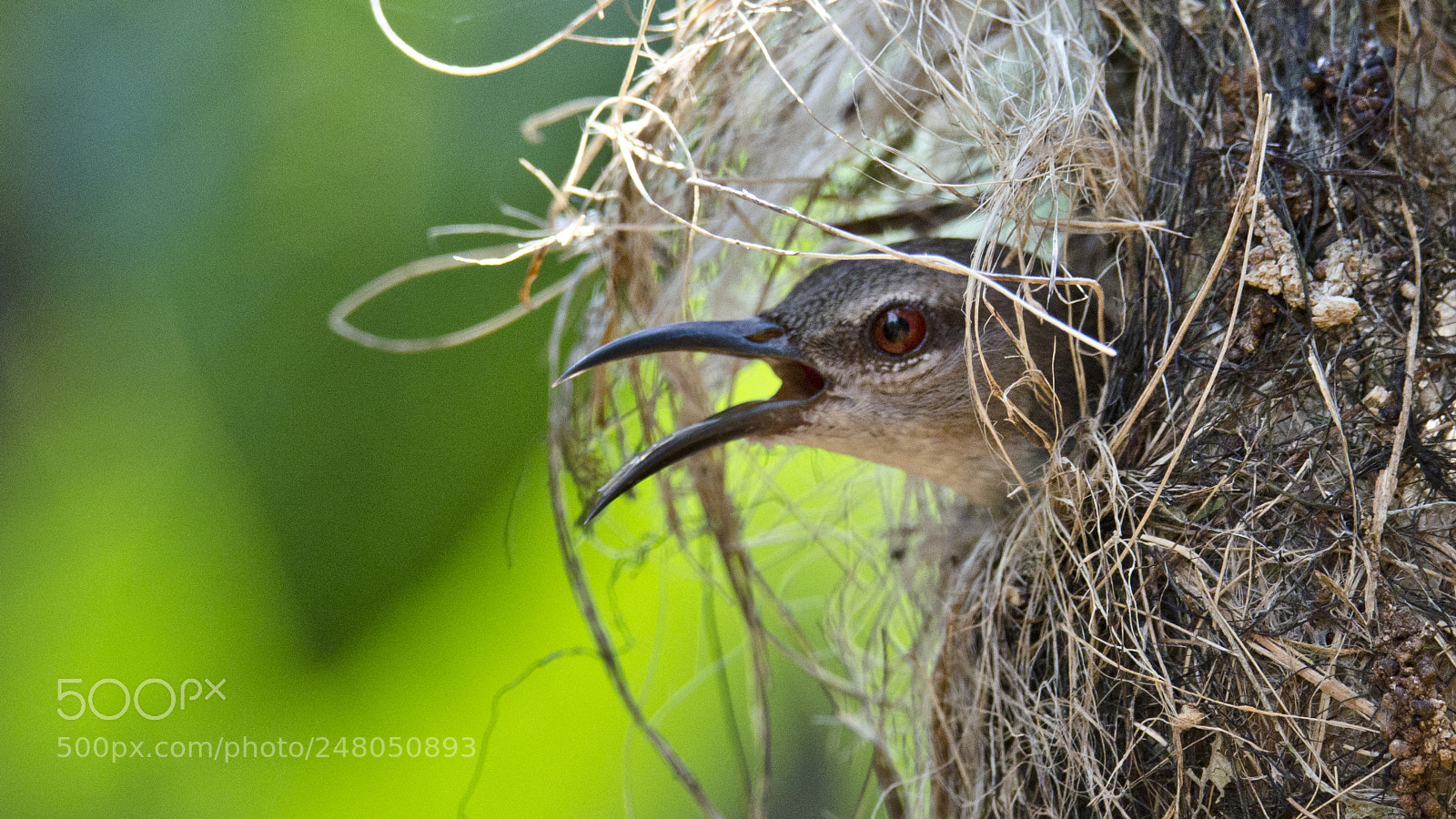 Nikon D5100 sample photo. Birds-13 photography