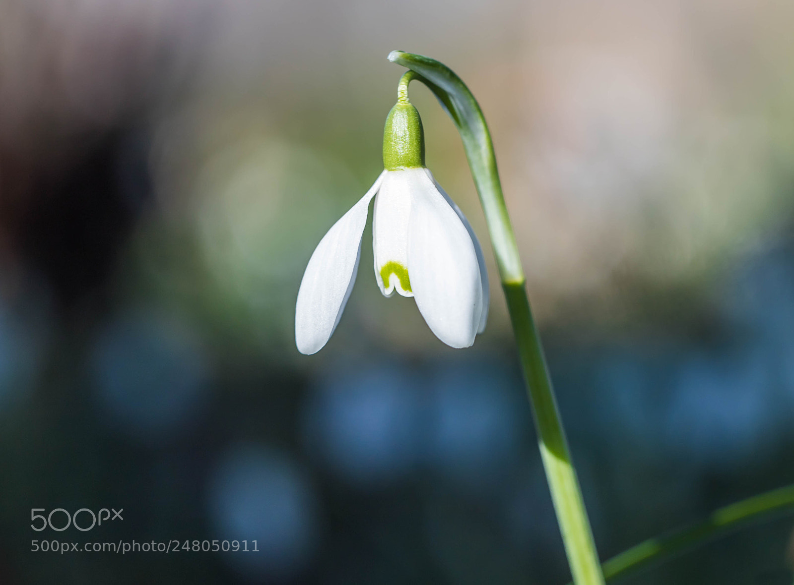 Canon EOS 6D Mark II sample photo. Small and beautiful photography