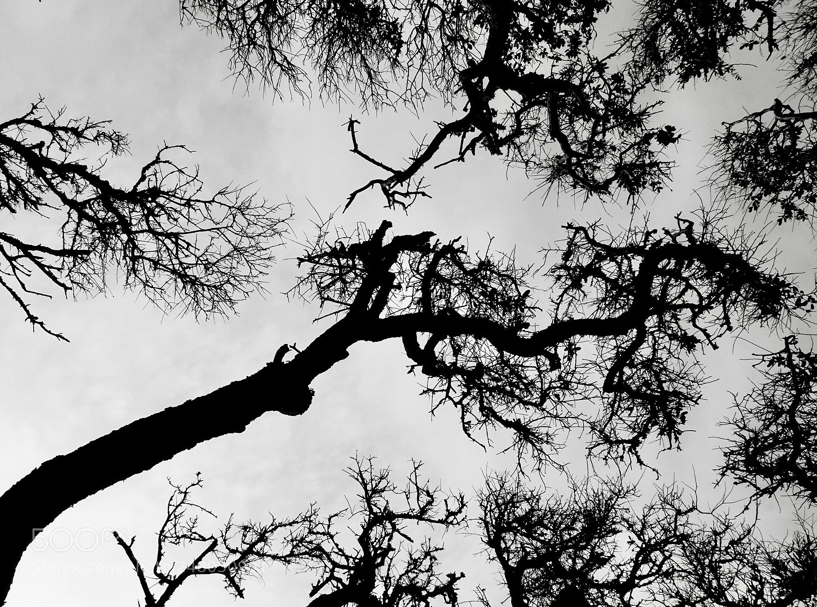 Sony Cyber-shot DSC-HX90V sample photo. Mingling of trees photography