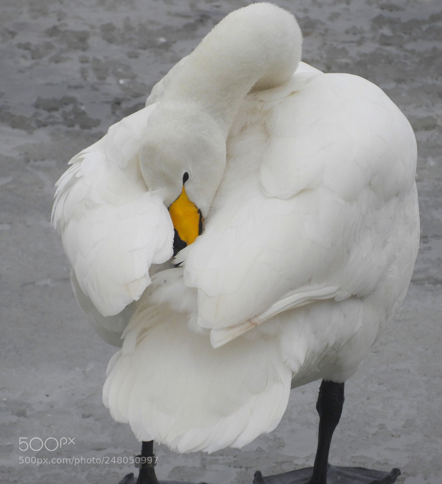 Nikon Coolpix B700 sample photo. Whooper swan on the photography