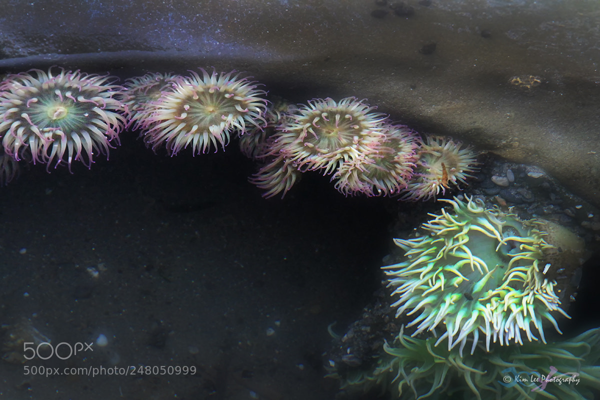 Canon EOS 7D sample photo. Tide pool photography