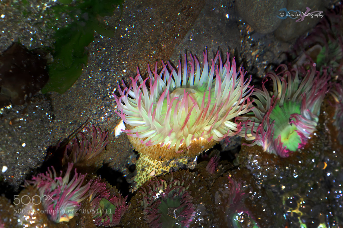 Canon EOS 7D sample photo. Tide pool photography