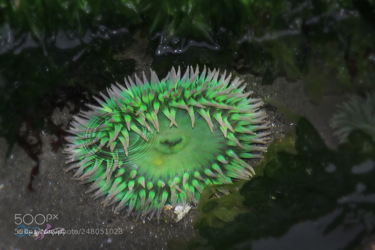 Canon EOS 7D sample photo. Tide pool photography