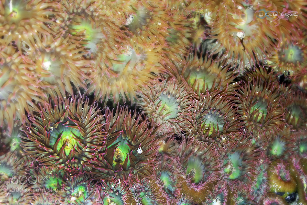 Canon EOS 7D sample photo. Tide pool photography