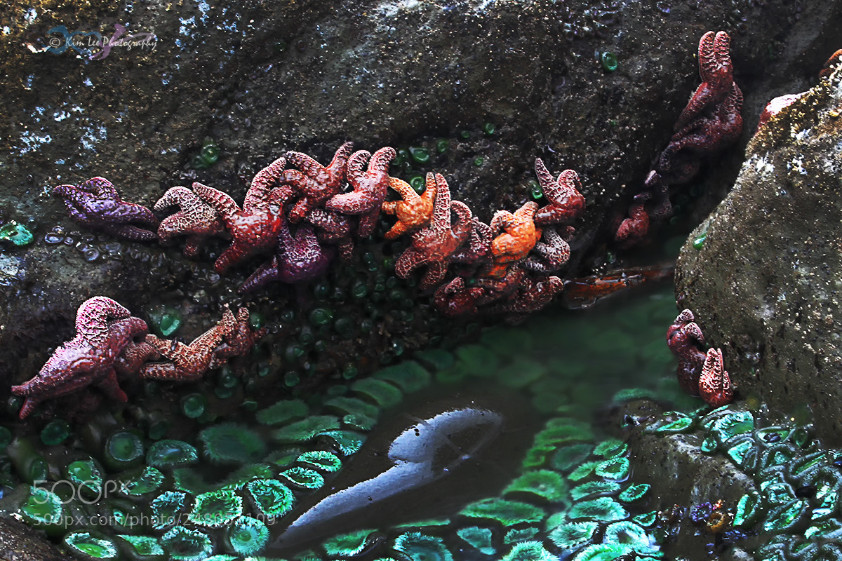 Canon EOS 7D sample photo. Tide pool photography