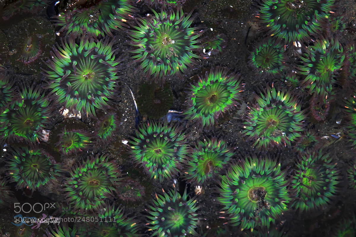 Canon EOS 7D sample photo. Tide pool photography