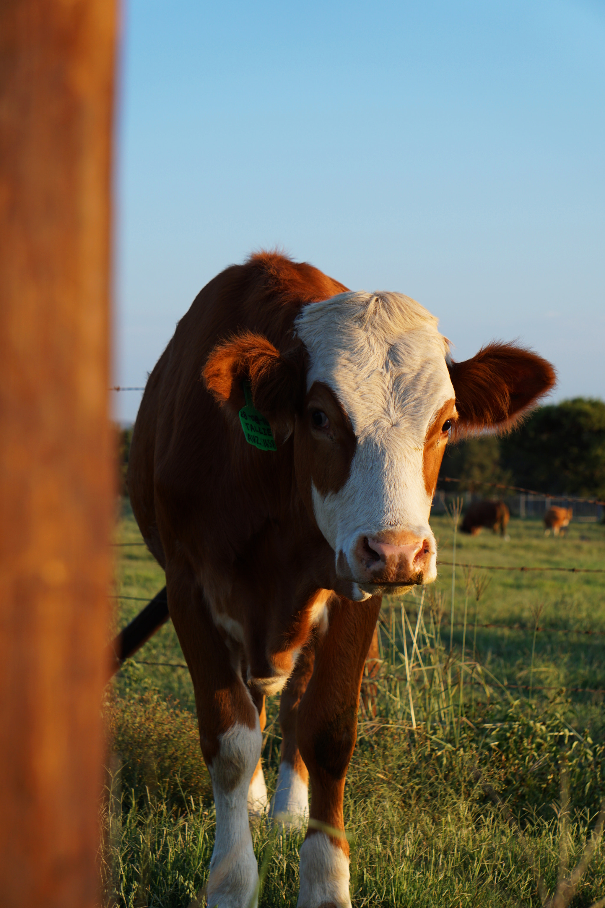 Sony FE 24-240mm F3.5-6.3 OSS sample photo. Curious cow photography