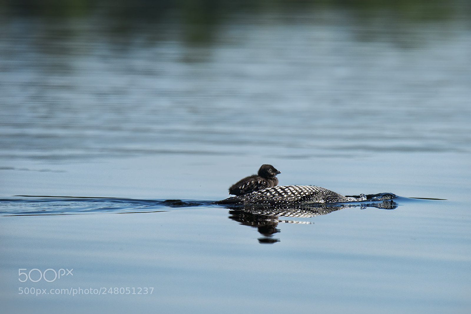 Nikon D810 sample photo. 36199304443.jpg photography