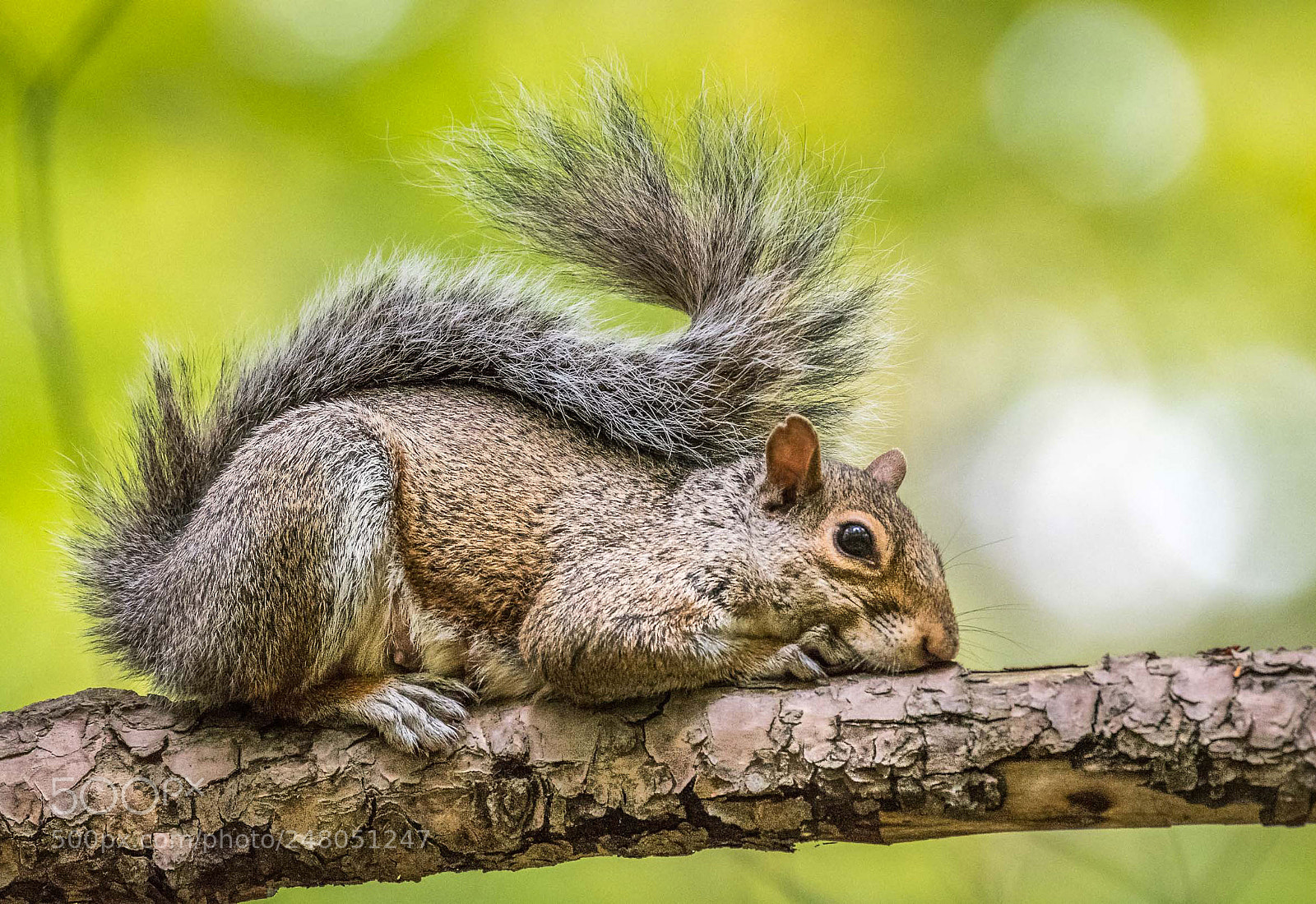 Nikon D500 sample photo. Squirrel photography