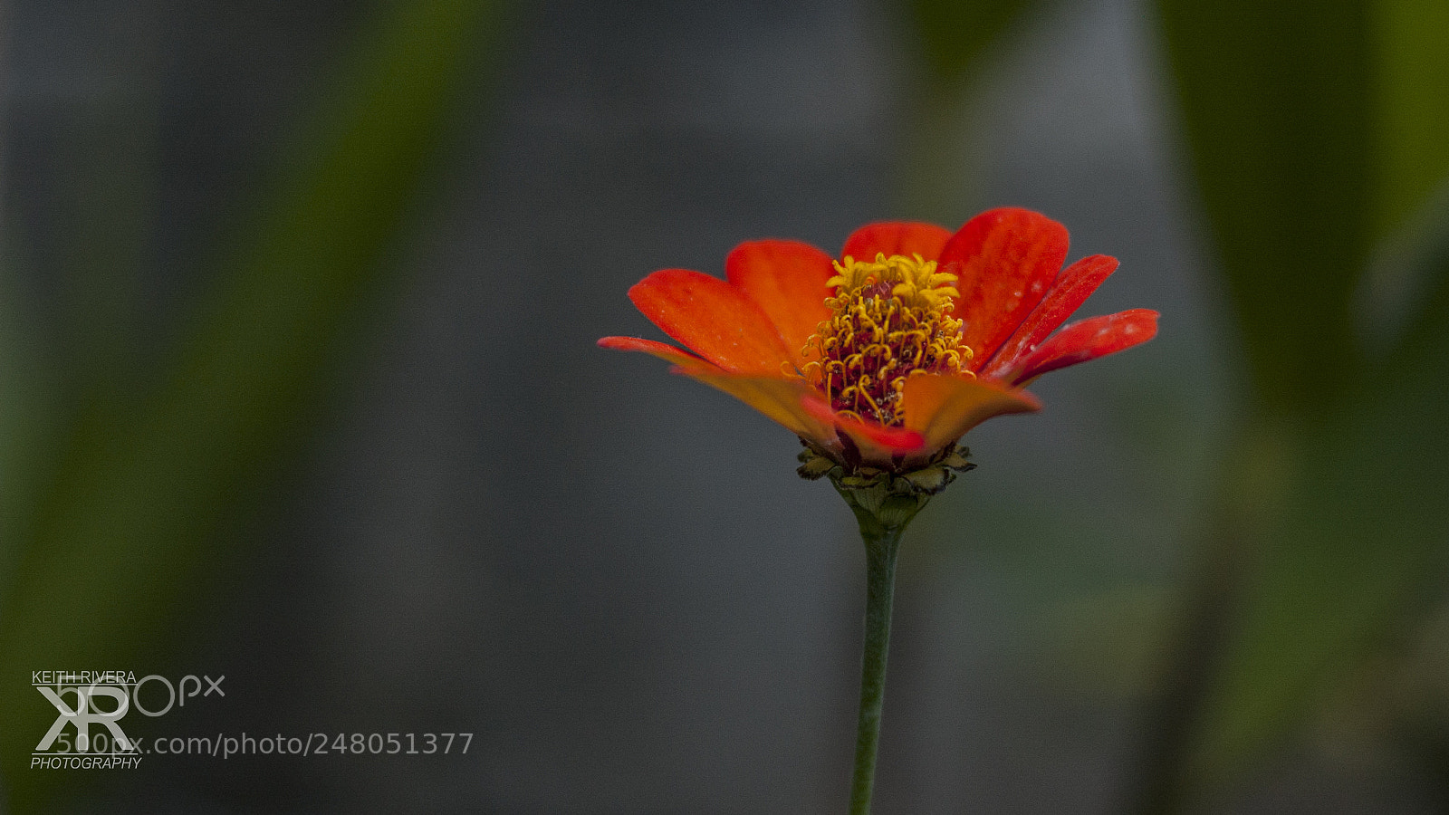 Nikon D50 sample photo. Flower photography