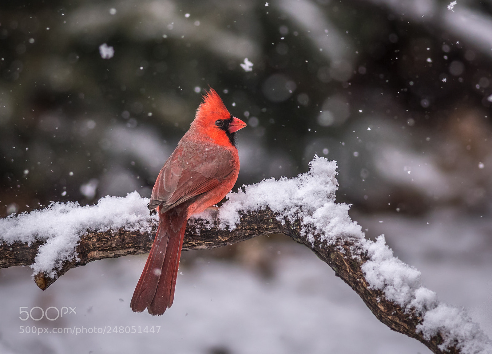 Nikon D500 sample photo. Cardinal in heavy snowfall photography