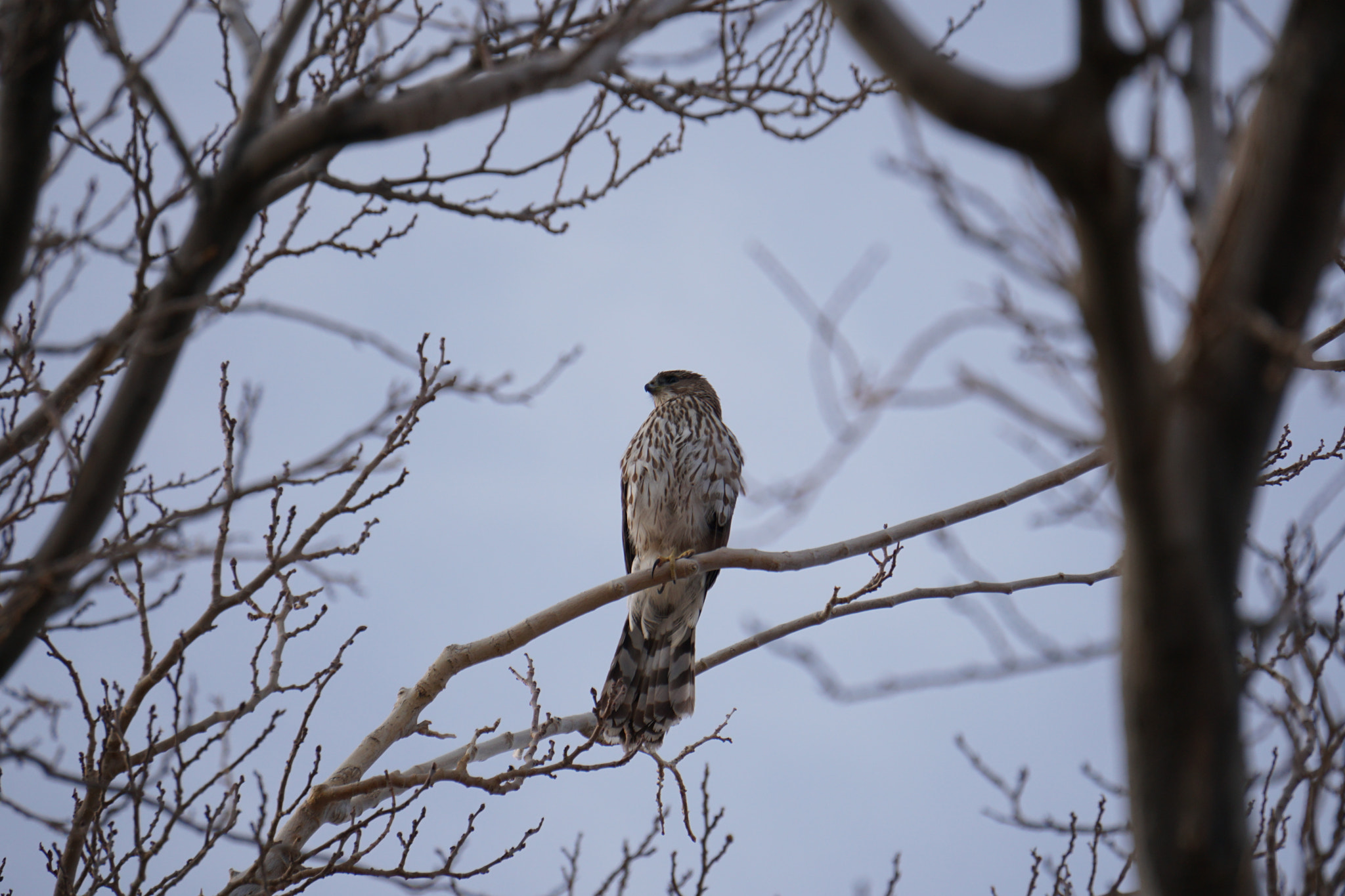 Sony E 55-210mm F4.5-6.3 OSS sample photo. No worries photography