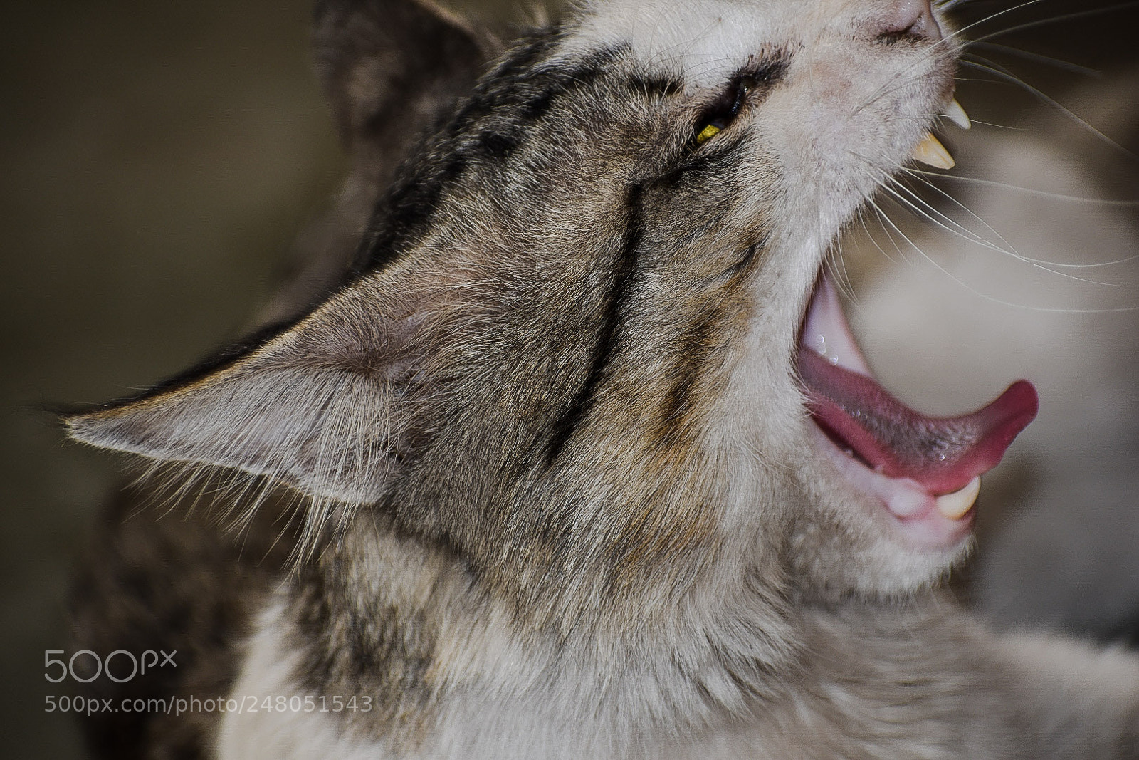 Nikon D3400 sample photo. The yawning cat ?? photography