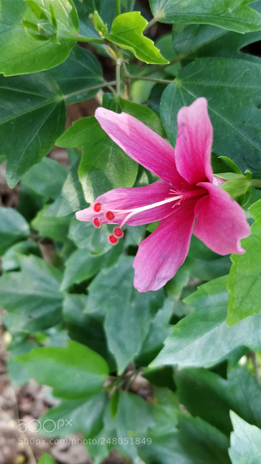 OnePlus 5 sample photo. Floret photography
