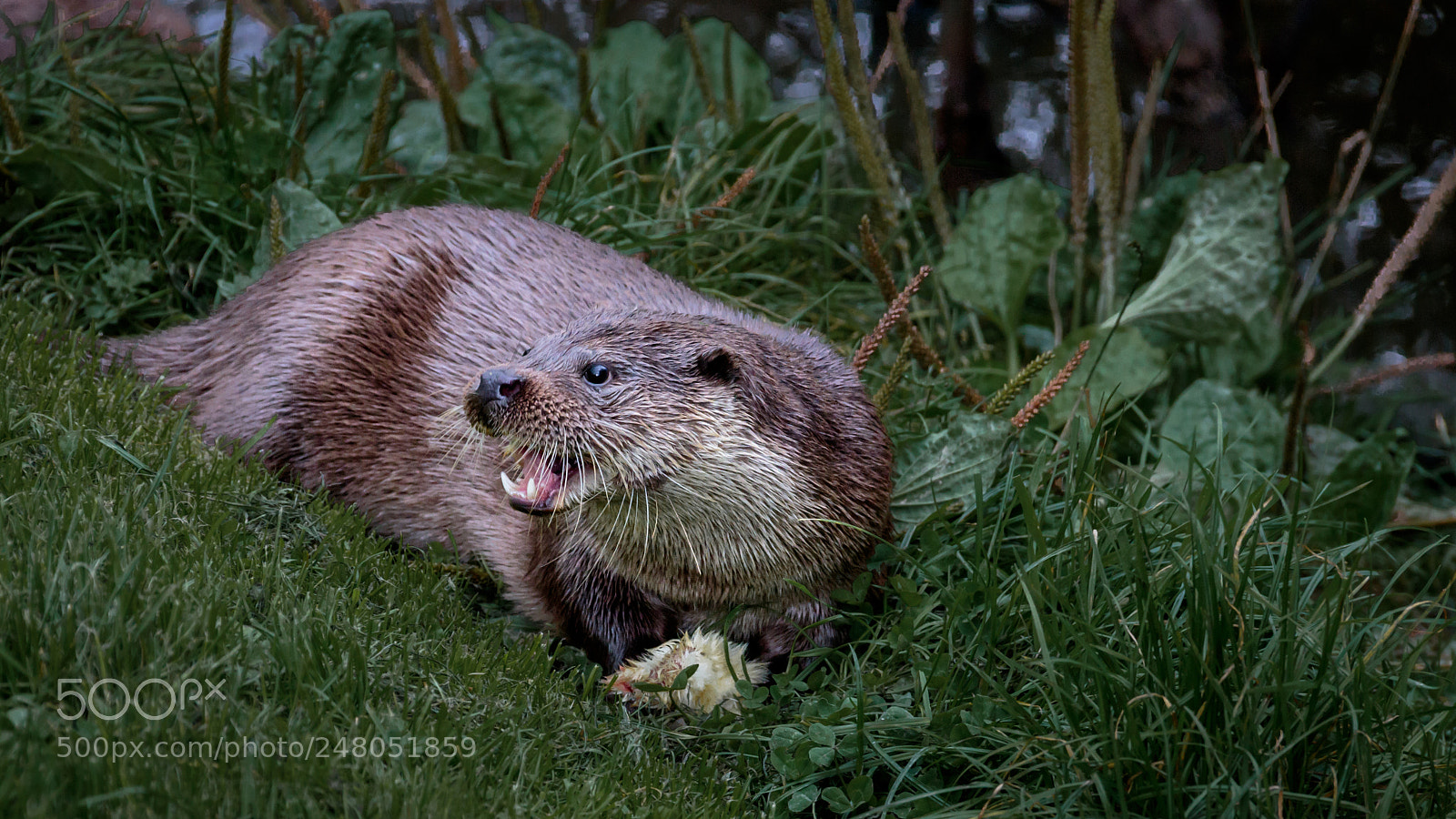 Canon EOS 7D Mark II sample photo. European otter photography