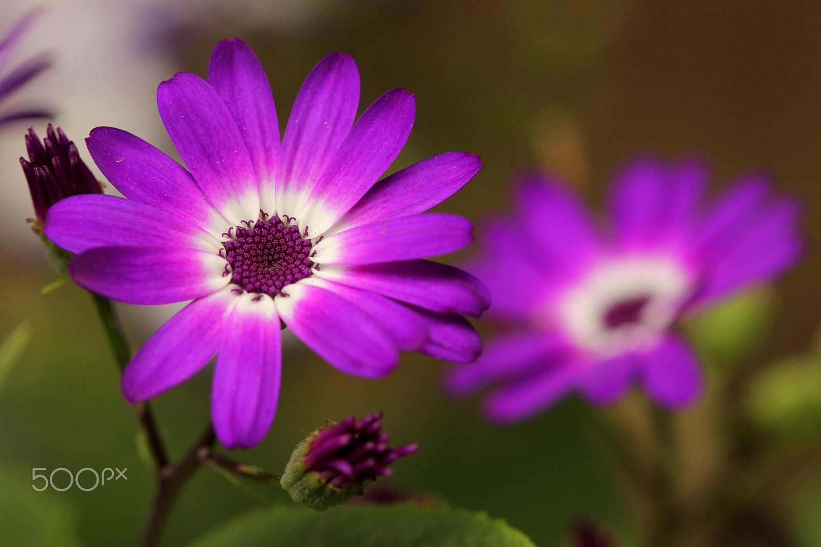 Canon EF 100mm F2.8 Macro USM sample photo. C2v photography