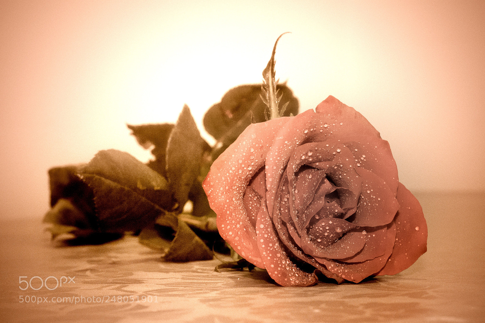 Canon EOS 500D (EOS Rebel T1i / EOS Kiss X3) sample photo. Rose photography