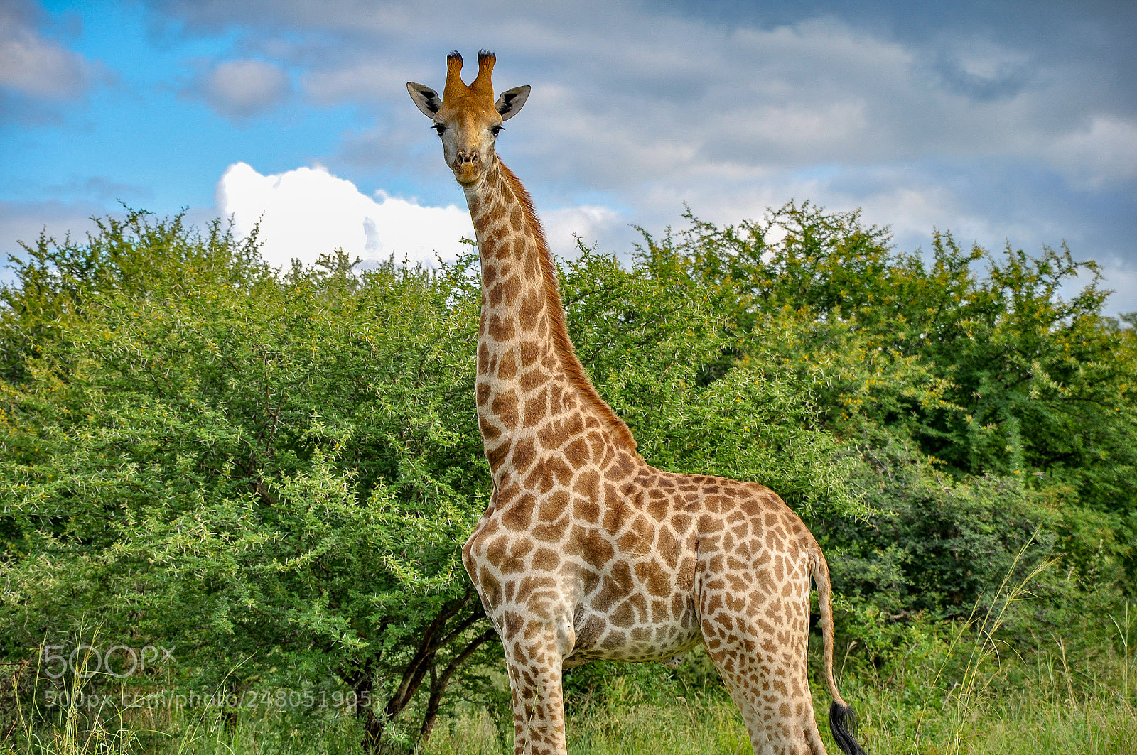 Nikon D90 sample photo. Giant giraffe photography