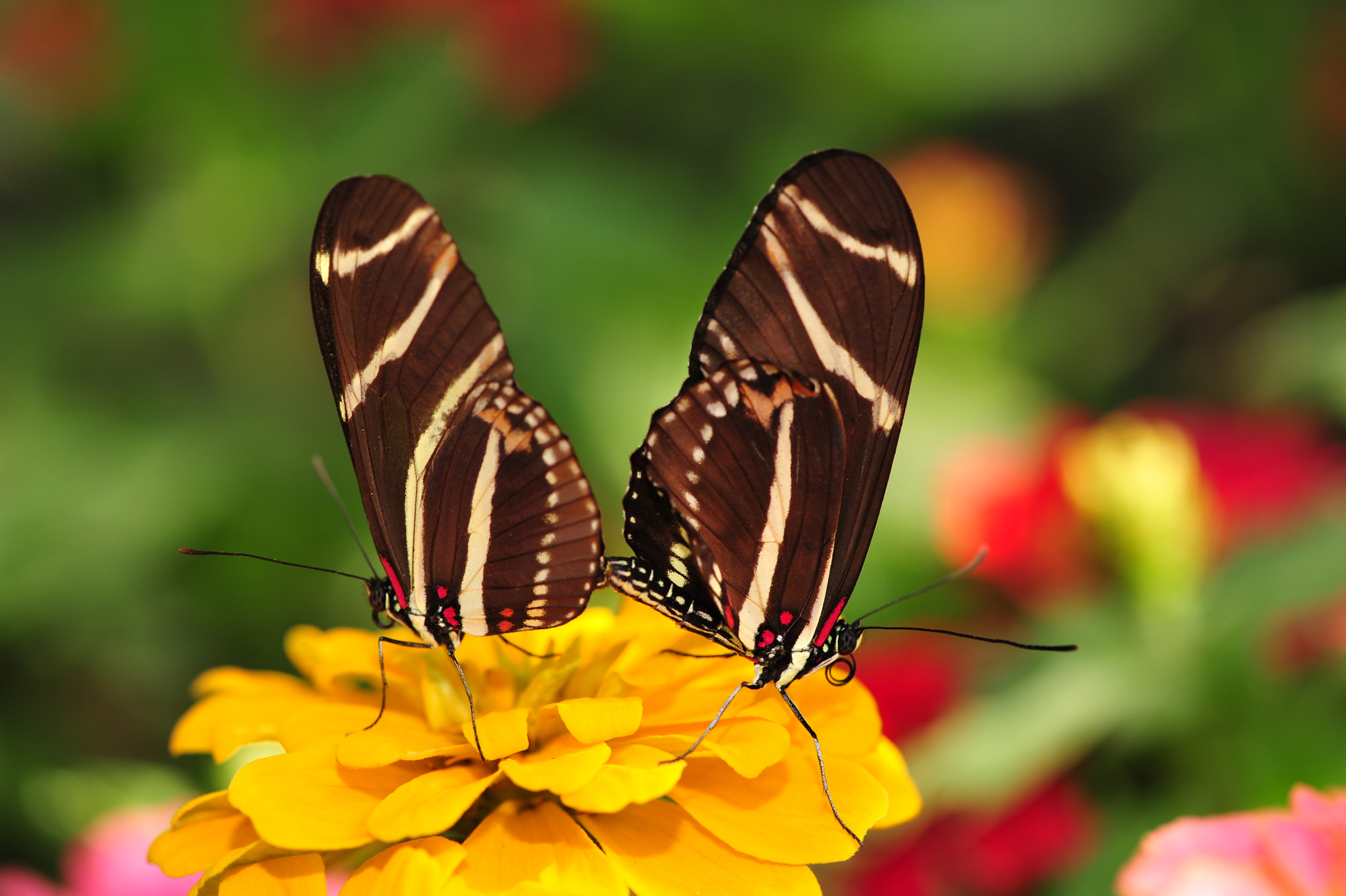 Nikon AF-S Micro-Nikkor 105mm F2.8G IF-ED VR sample photo. Love in the air photography